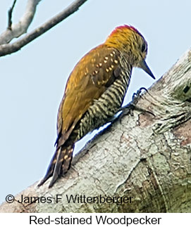 Red-stained Woodpecker - © James F Wittenberger and Exotic Birding LLC