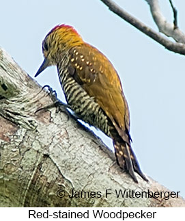 Red-stained Woodpecker - © James F Wittenberger and Exotic Birding LLC