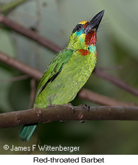 Red-throated Barbet - © James F Wittenberger and Exotic Birding LLC