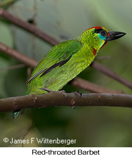 Red-throated Barbet - © James F Wittenberger and Exotic Birding LLC