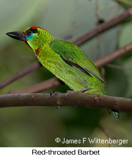 Red-throated Barbet - © James F Wittenberger and Exotic Birding LLC