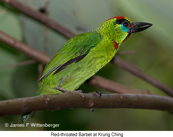 Red-throated Barbet - © James F Wittenberger and Exotic Birding LLC