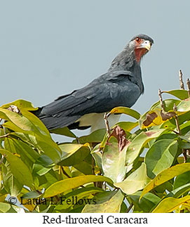 Red-throated Caracara - © Laura L Fellows and Exotic Birding LLC