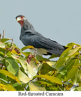 Red-throated Caracara - © Laura L Fellows and Exotic Birding LLC Red-throated Caracara - © Laura L Fellows and Exotic Birding LLC