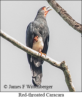 Red-throated Caracara - © James F Wittenberger and Exotic Birding LLC