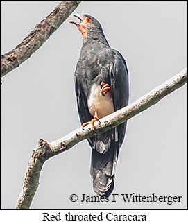 Red-throated Caracara - © James F Wittenberger and Exotic Birding LLC