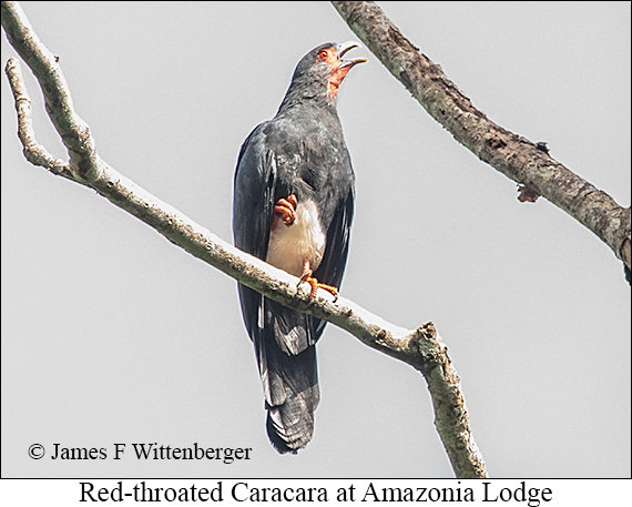 Red-throated Caracara - © James F Wittenberger and Exotic Birding LLC