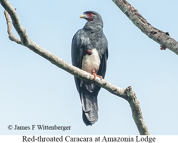 Red-throated Caracara - © James F Wittenberger and Exotic Birding LLC