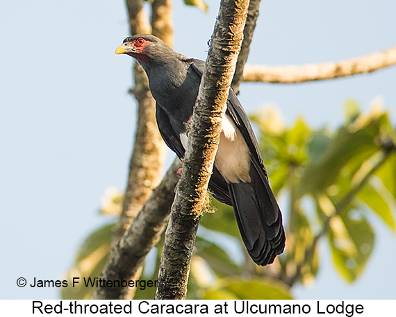 Red-throated Caracara - © James F Wittenberger and Exotic Birding LLC Red-throated Caracara - © James F Wittenberger and Exotic Birding LLC