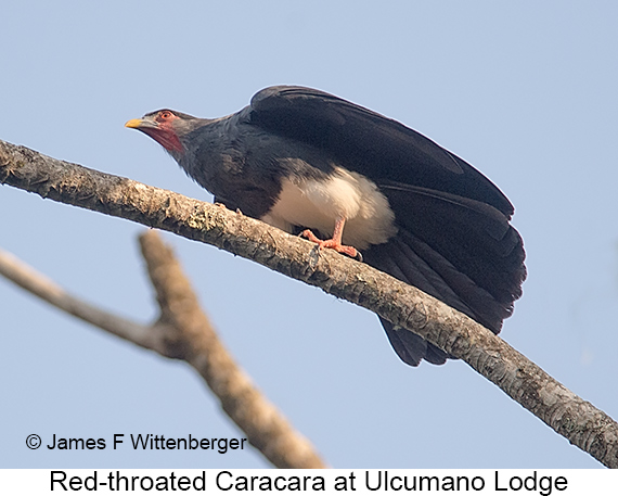 Red-throated Caracara - © James F Wittenberger and Exotic Birding LLC