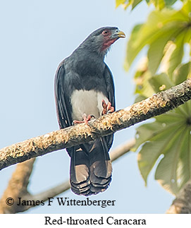 Red-throated Caracara - © James F Wittenberger and Exotic Birding LLC