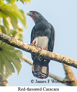 Red-throated Caracara - © James F Wittenberger and Exotic Birding LLC