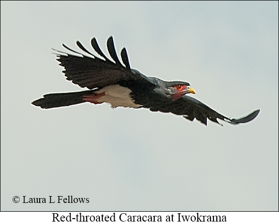 Red-throated Caracara - © The Photographer and Exotic Birding LLC
