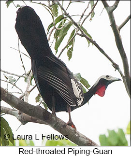 Red-throated Piping-Guan - © Laura L Fellows and Exotic Birding LLC