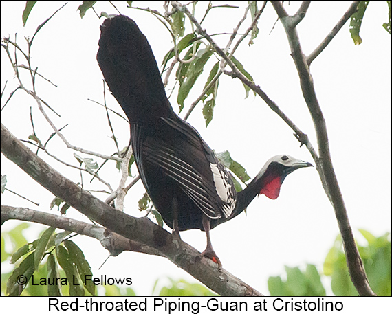 Red-throated Piping-Guan - © Laura L Fellows and Exotic Birding LLC