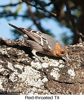 Red-throated Tit - © James F Wittenberger and Exotic Birding LLC Red-throated Tit - © James F Wittenberger and Exotic Birding LLC