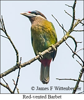 Red-vented Barbet - © James F Wittenberger and Exotic Birding LLC