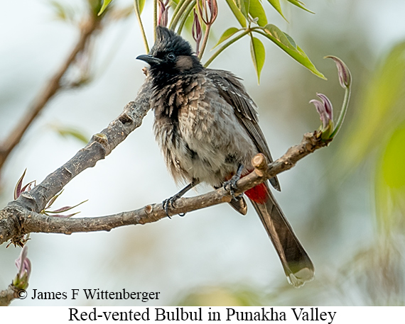 Red-vented Bulbul - © James F Wittenberger and Exotic Birding LLC Red-vented Bulbul - © James F Wittenberger and Exotic Birding LLC