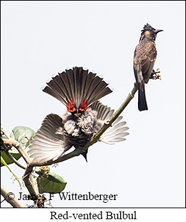 Red-vented Bulbul - © James F Wittenberger and Exotic Birding LLC Red-vented Bulbul - © James F Wittenberger and Exotic Birding LLC