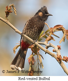 Red-vented Bulbul - © James F Wittenberger and Exotic Birding LLC