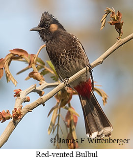 Red-vented Bulbul - © James F Wittenberger and Exotic Birding LLC