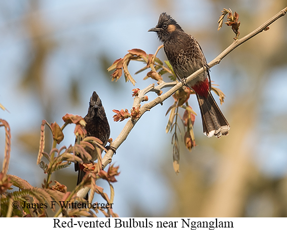 Red-vented Bulbul - © James F Wittenberger and Exotic Birding LLC Red-vented Bulbul - © James F Wittenberger and Exotic Birding LLC