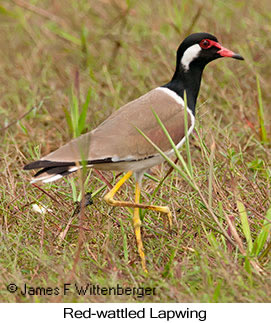 Red-wattled Lapwing - © James F Wittenberger and Exotic Birding LLC