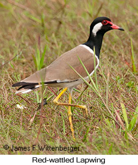 Red-wattled Lapwing - &copy; James F Wittenberger and Exotic Birding LLC