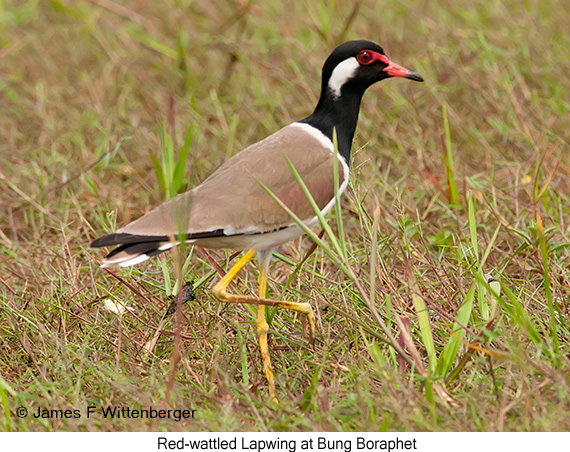 Red-wattled Lapwing - © James F Wittenberger and Exotic Birding LLC