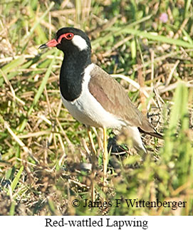 Red-wattled Lapwing - © James F Wittenberger and Exotic Birding LLC