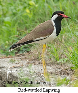 Red-wattled Lapwing - &copy; James F Wittenberger and Exotic Birding LLC