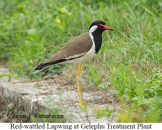 Red-wattled Lapwing - © James F Wittenberger and Exotic Birding LLC