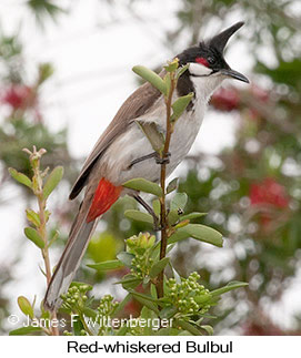 Red-whiskered Bulbul - © James F Wittenberger and Exotic Birding LLC