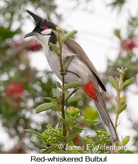 Red-whiskered Bulbul - © James F Wittenberger and Exotic Birding LLC