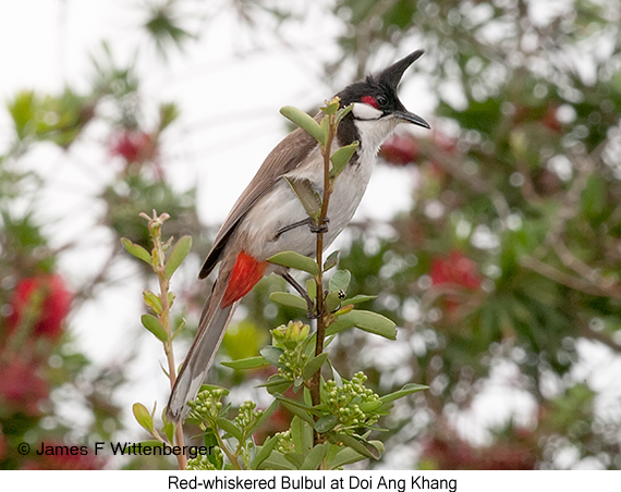 Red-whiskered Bulbul - © James F Wittenberger and Exotic Birding LLC