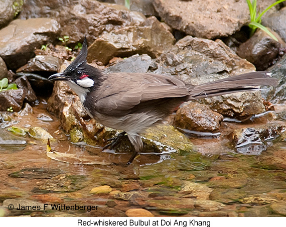 Red-whiskered Bulbul - © James F Wittenberger and Exotic Birding LLC