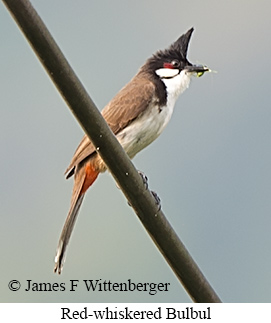 Red-whiskered Bulbul - © James F Wittenberger and Exotic Birding LLC Red-whiskered Bulbul - © James F Wittenberger and Exotic Birding LLC