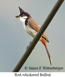 Red-whiskered Bulbul - © James F Wittenberger and Exotic Birding LLC