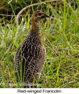Red-winged Francolin - © James F Wittenberger and Exotic Birding LLC Red-winged Francolin - © James F Wittenberger and Exotic Birding LLC