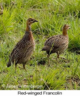 Red-winged Francolin - © James F Wittenberger and Exotic Birding LLC