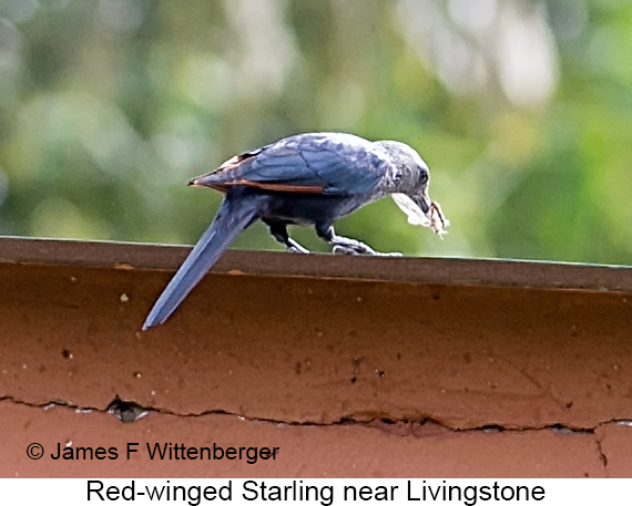 Red-winged Starling - © James F Wittenberger and Exotic Birding LLC