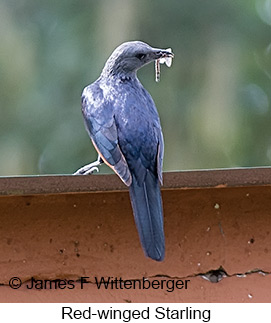 Red-winged Starling - © James F Wittenberger and Exotic Birding LLC