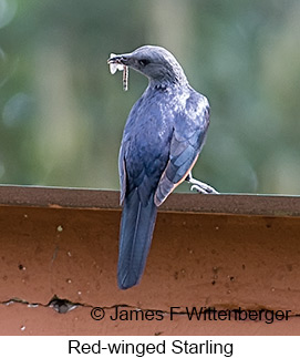 Red-winged Starling - © James F Wittenberger and Exotic Birding LLC