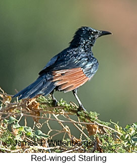 Red-winged Starling - © James F Wittenberger and Exotic Birding LLC Red-winged Starling - © James F Wittenberger and Exotic Birding LLC