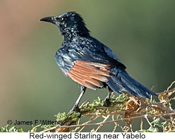 Red-winged Starling - © James F Wittenberger and Exotic Birding LLC