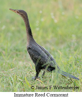 Immature Long-tailed Cormorant - &copy; James F Wittenberger and Exotic Birding LLC
