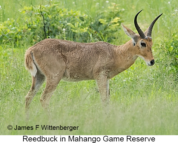 Reedbuck - © James F Wittenberger and Exotic Birding LLC