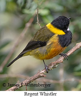Regent Whistler - © James F Wittenberger and Exotic Birding LLC Regent Whistler - © James F Wittenberger and Exotic Birding LLC