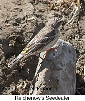 Reichenow's Seedeater - © James F Wittenberger and Exotic Birding LLC