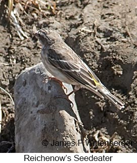 Reichenow's Seedeater - © James F Wittenberger and Exotic Birding LLC Reichenow's Seedeater - © James F Wittenberger and Exotic Birding LLC